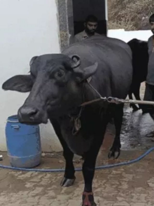 ये है भैंसों की रानी! इसकी कीमत में खरीद सकते हैं 2 BHK फ्लैट