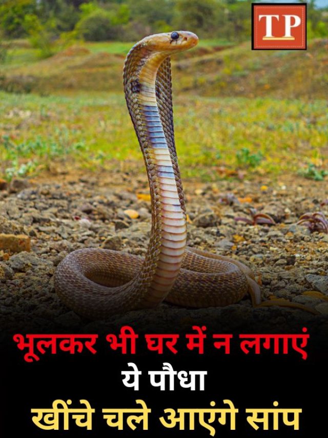 Plants Attract Snakes: भूलकर भी घर में न लगाएं ये पौधा, वरना खींचे चले आएंगे जहरीले सांप