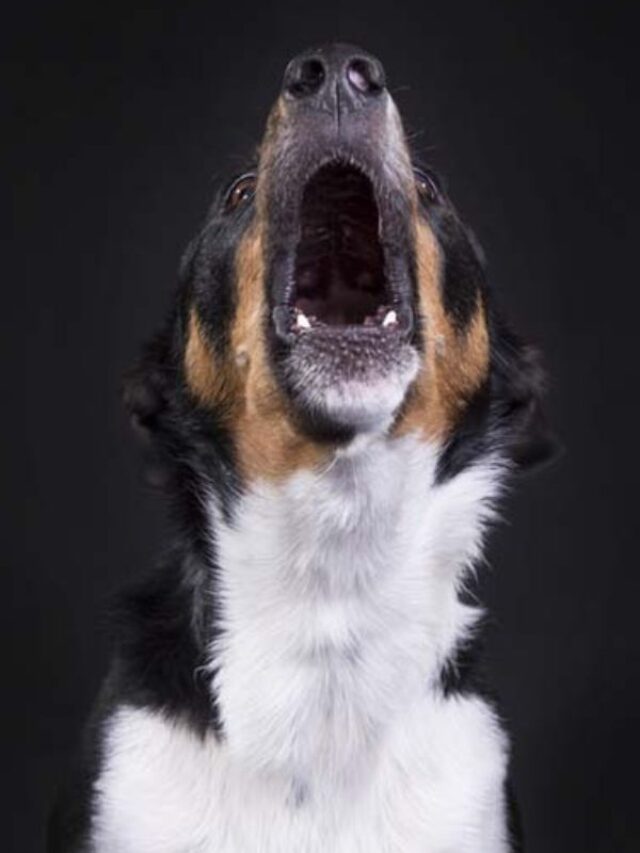 Dogs Fact: रात में ही क्यों रोते हैं कुत्ते, क्या आत्माएं आती हैं नजर?