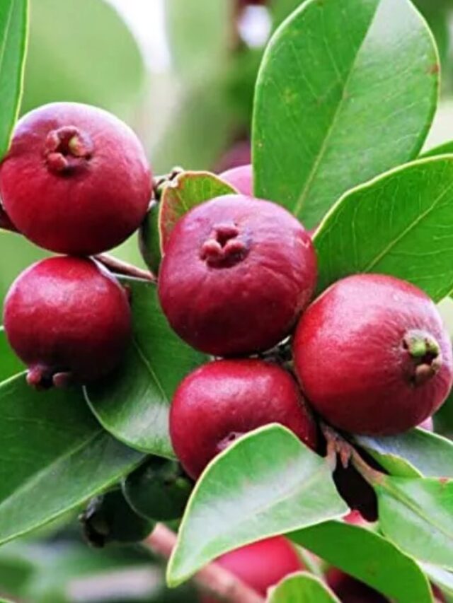 lal amrud ke fayde: लाल अमरूद के फायदे आपको कर देंगे हैरान, खोजकर खाना कर दें शुरू