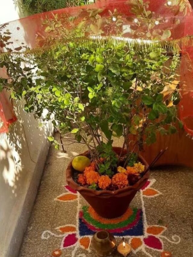 इस विधि से करें मां तुलसी और शालीग्राम की पूजा, यहां जानिए