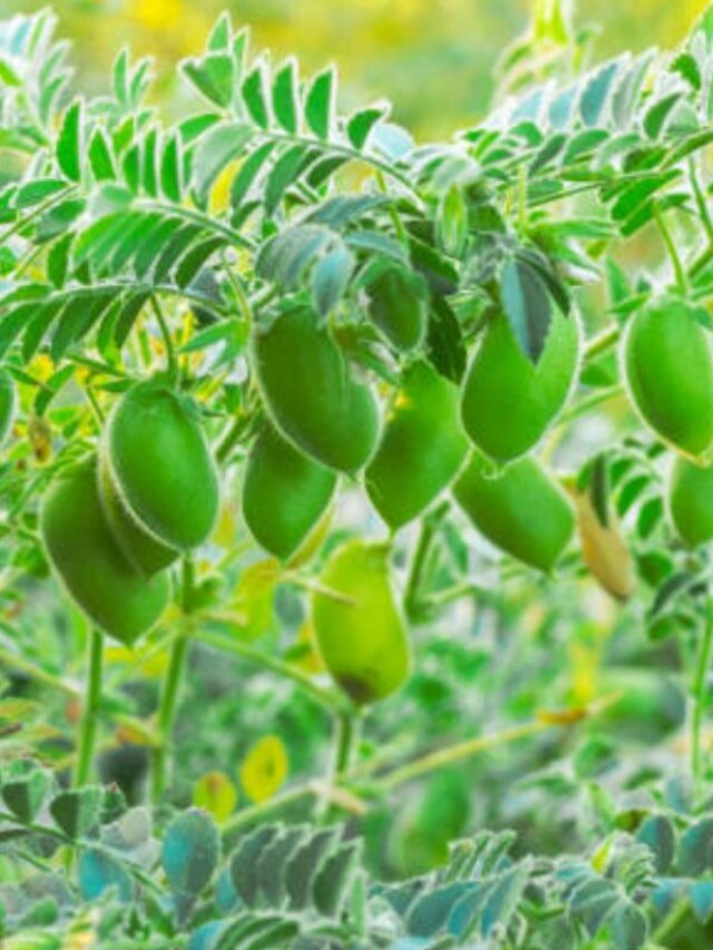 सर्दियों में खाएं चना साग, डायबिटीज समेत इन चीजों को करेगा कंट्रोल