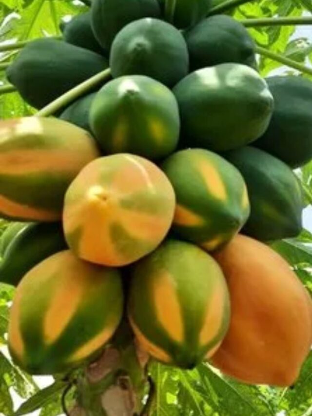 Benefits of Papaya: आंतों के लिए रामबाणल है पपीता, सेवन से त्वचा होती है नरम और चमकदार