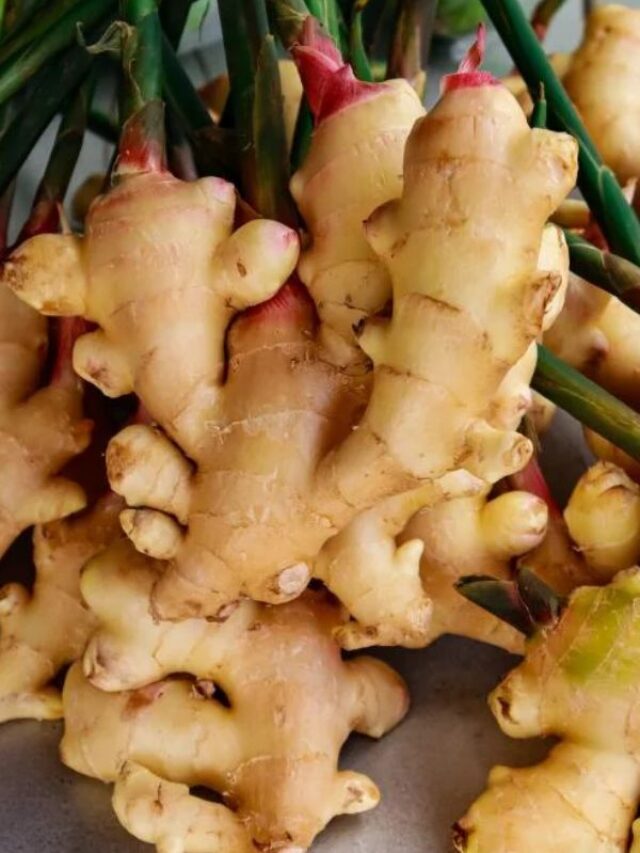 Ginger Benefits: माइग्रेन डायबिटीज का दुश्मन है अदरक, ठंड में जोड़ों के दर्द से भी दिलाता है राहत