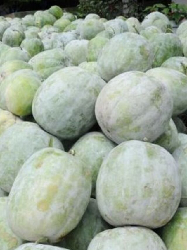 White Pumpkin: सफेद पेठा पेट के लिए है रामबाण, फायदे जान हो जाएंगे हैरान