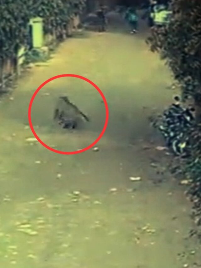 राजधानी दिल्ली के इस इलाके में तेंदुए का आतंक, 40 टीमें कर रहीं रेस्क्यू