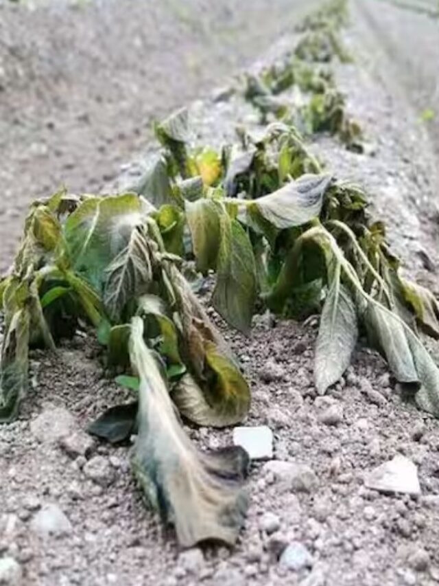Winter Crop Care: सर्दी के सीजन में ऐसे करें फसलों का बचाव, कुछ नहीं कर पाएगा पाला