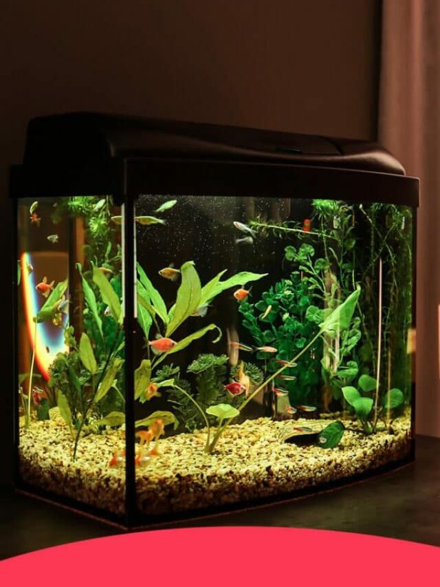 घर में Fish Aquarium रखना शुभ या अशुभ, यहां जानें