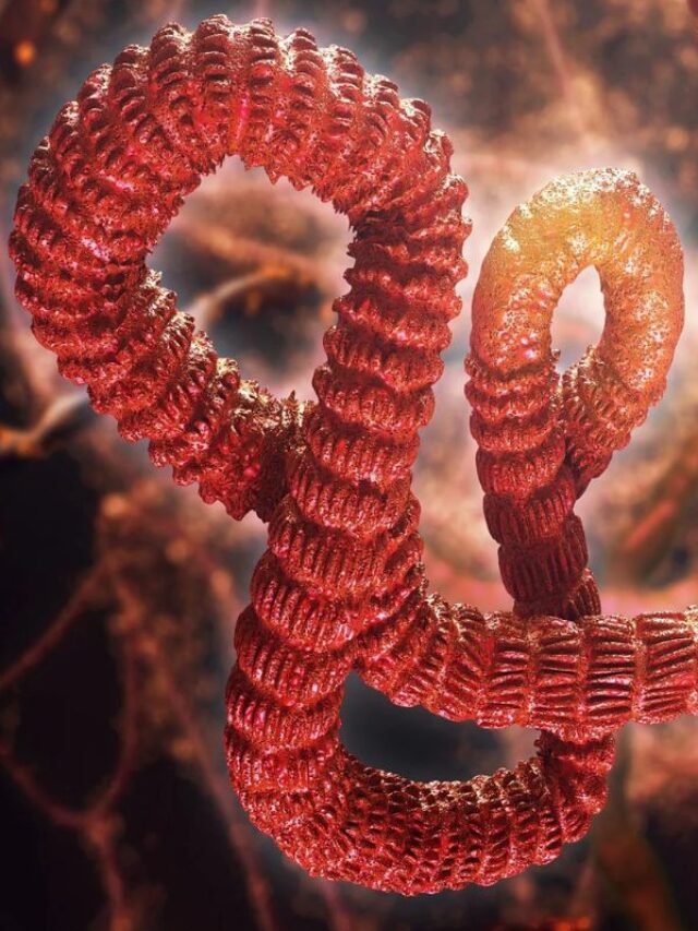 युगांडा की राजधानी में Ebola Virus का कहर जारी, बनाए गए आइसोलेशन सेंटर, जानिए इसके लक्षण