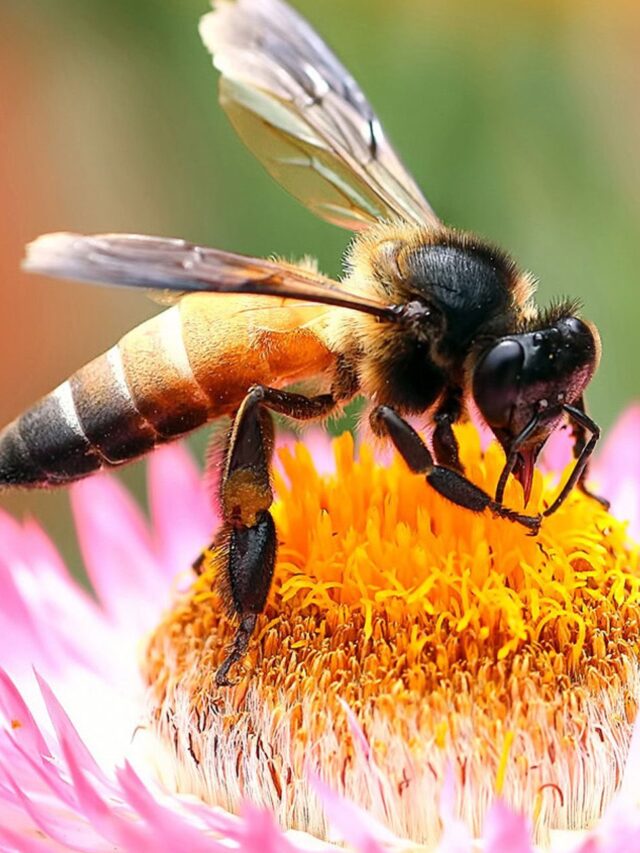 मधुमक्खी के सिर पर होती है सींग? ‘लूसिफर’ को देखकर चौंके ऑस्ट्रेलिया के वैज्ञानिक