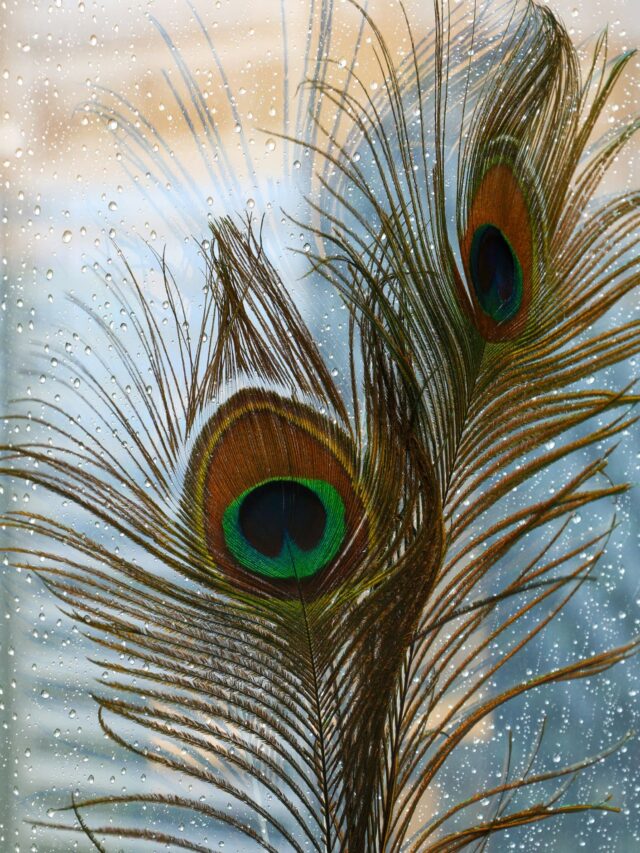 क्या किताब में मोरपंख रखने से अच्छा होता है करियर? जानिए इसे पास रखने के फायदें