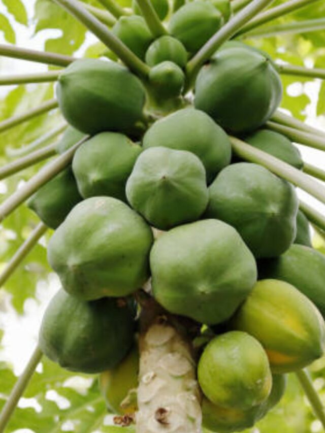 सिर्फ पका नहीं, कच्चा  पपीता भी है सेहत के लिए वरदान, जानें इसमें छिपा राज