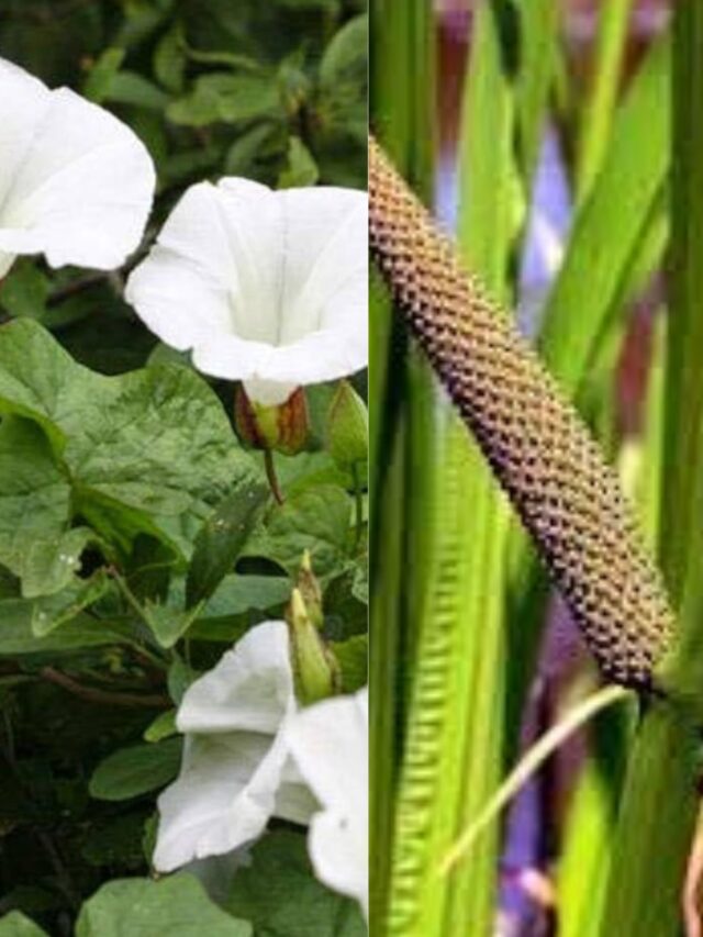 आयुर्वेद का शक्तिशाली त्रिवेणी संयोजन, जो रखे आपकी मेंटल हेल्थ का ख्याल