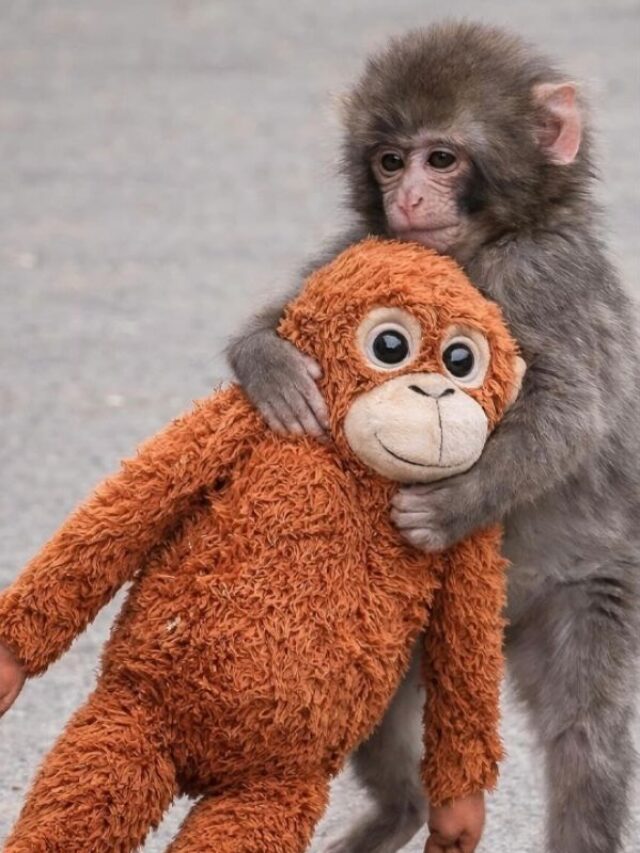 मां ने ठुकराया, तो खिलौने में तलाशी खुशी, रुला देगी बंदर ‘पंच’ की कहानी