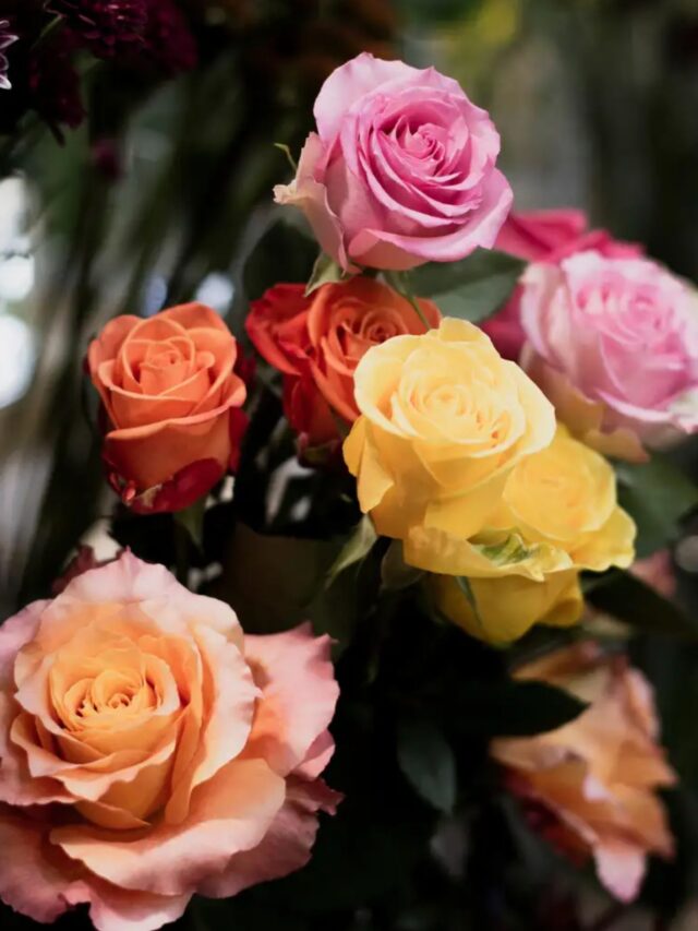 गुलाब के रंगों में छिपे होते है खास इशारें, जानें किस रंग का क्या होता है सीक्रेट