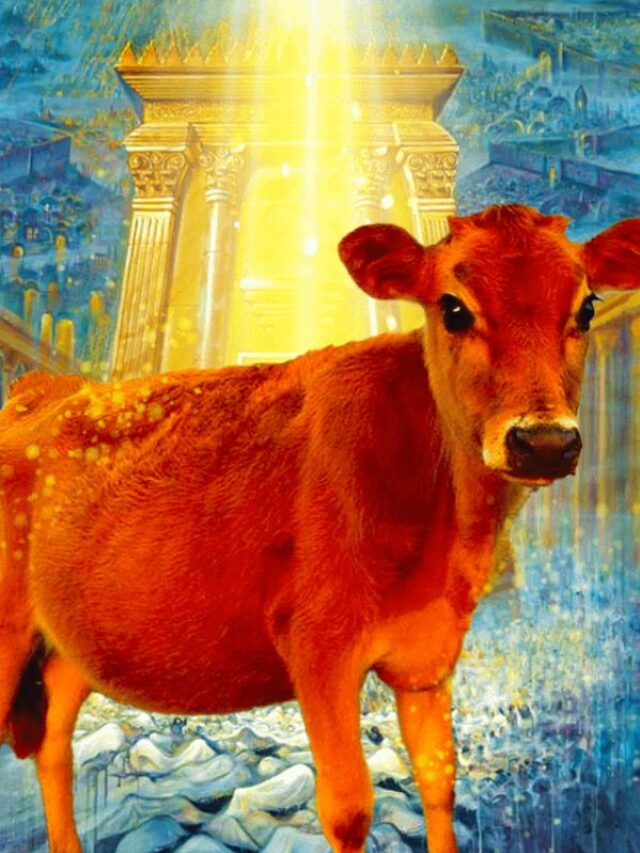 इजराइल में 2000 साल बाद लाल बछिया का जन्म, दुनिया के अंत का है संकेत!