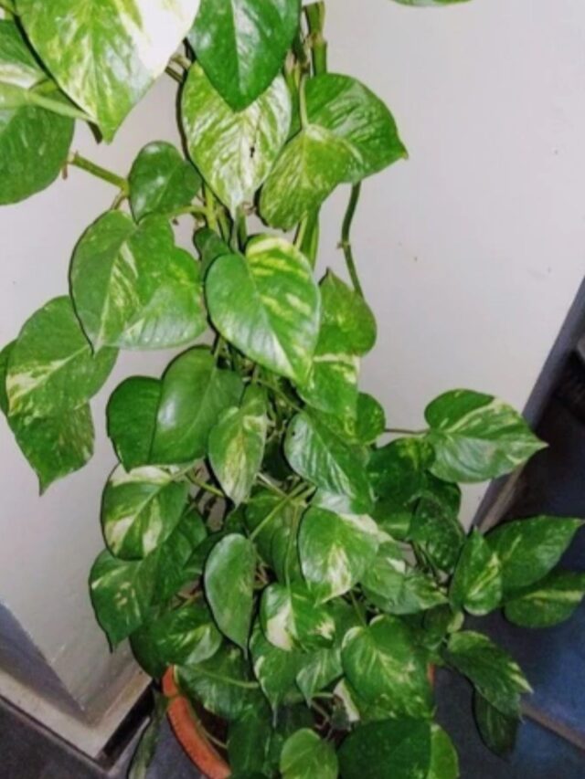 Money Plant पर नहीं उगते पैसे फिर क्यों है ऐसा नाम? जानिए इसकी वजह